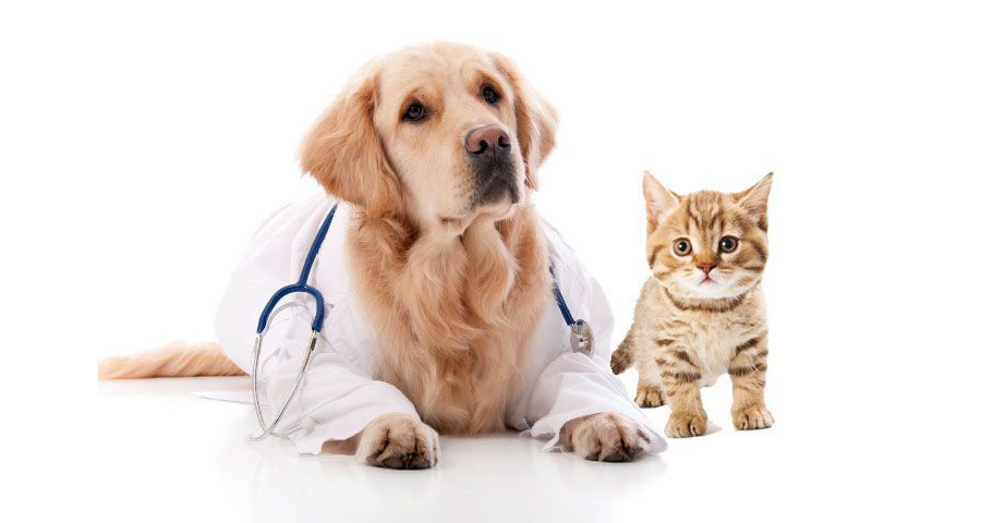 pes-kočka-doktor
